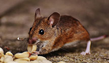 24 Hour & Emergency Exterminators in Avon Lake, OH